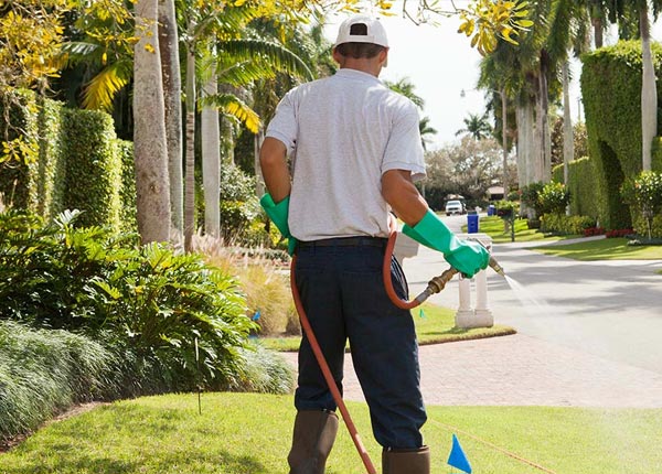 About Tippo MS Pest Control